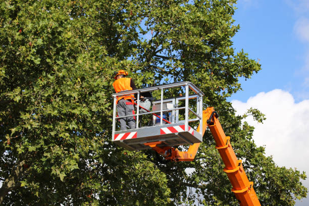 How Our Tree Care Process Works  in  West Bradenton, FL